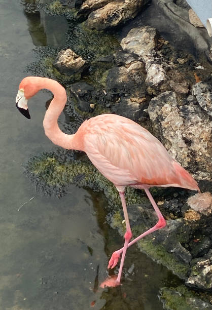 istock Pink Flamingo 1372056504