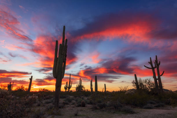 istock Sonoran Desert sunset in Arizona 1372056749