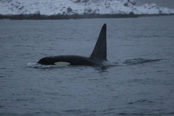 istock orcas or killer whale under the snow off Oksfjordhamn, Norway 1372057269