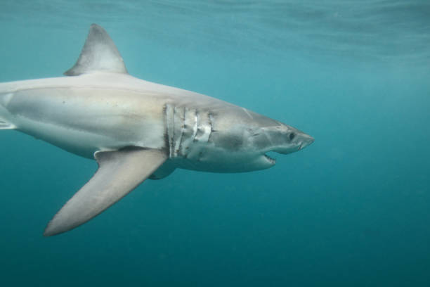 istock great white shark, Carcharodon carcharias, False Bay, South Africa 1372057283