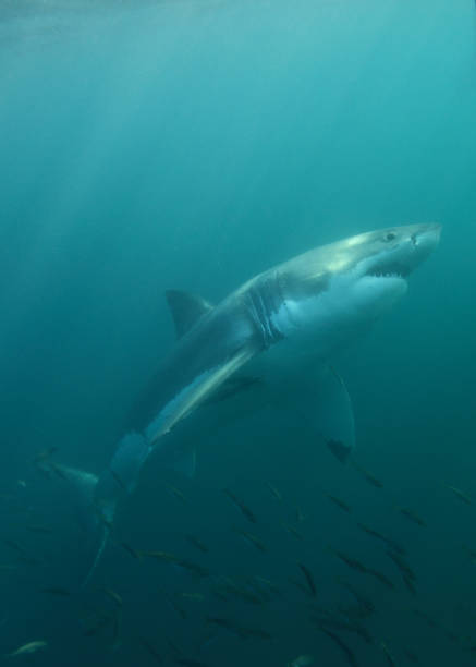 istock great white shark, Carcharodon carcharias, False Bay, South Africa 1372057286