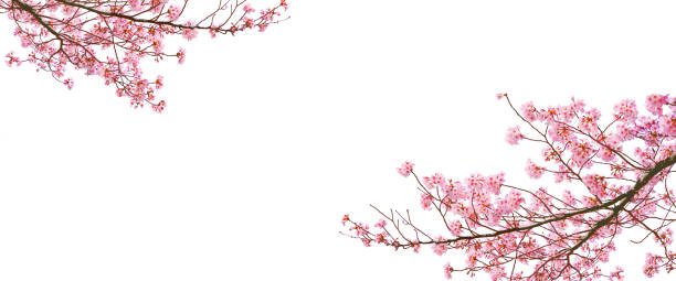 Pink cherry blossom (sakura) in spring season isolated on white background. Pink cherry blossom (sakura) in spring season isolated on white background with blank copy space. cherry blossom branch on white stock pictures, royalty-free photos & images