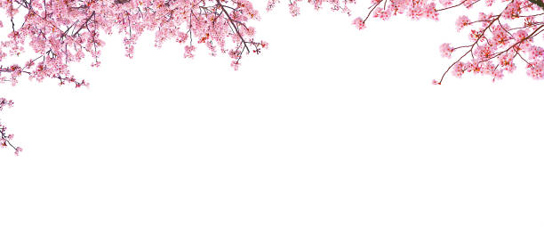 Beautiful Cherry blossom (sakura) in spring season. Beautiful Cherry blossom (sakura) in spring season isolated on white background. cherry blossom blossom tree spring stock pictures, royalty-free photos & images