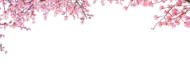 Beautiful Cherry blossom (sakura) in spring season. Beautiful Cherry blossom (sakura) in spring season isolated on white background. cherry blossom branch on white stock pictures, royalty-free photos & images