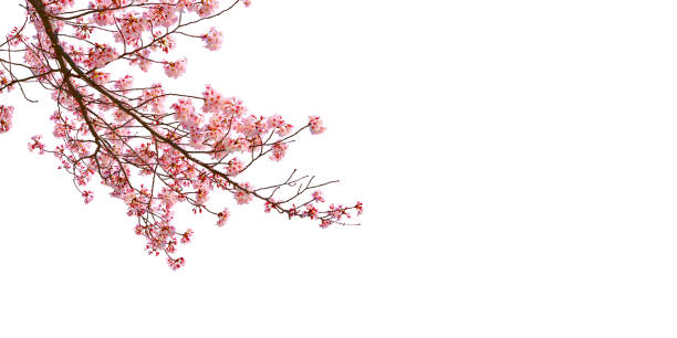 istock Cherry blossom (sakura) in spring season isolated on white background. 1372058168