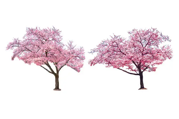Photo of Sakura tree in spring isolated on white background.