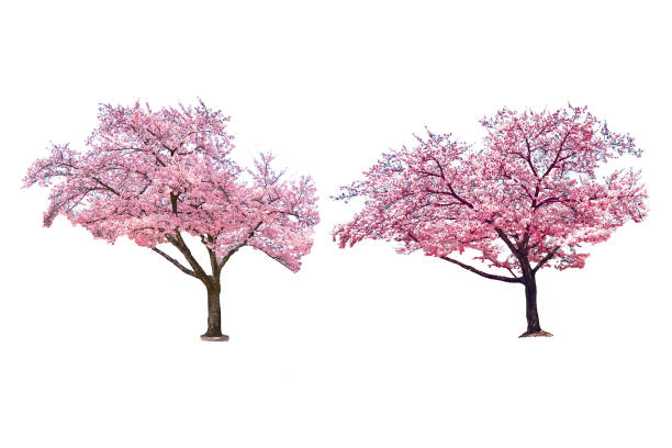 sakura tree in spring isolated on white background. - cherry tree imagens e fotografias de stock
