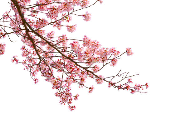 istock Pink cherry blossom (sakura) in spring season. 1372058172