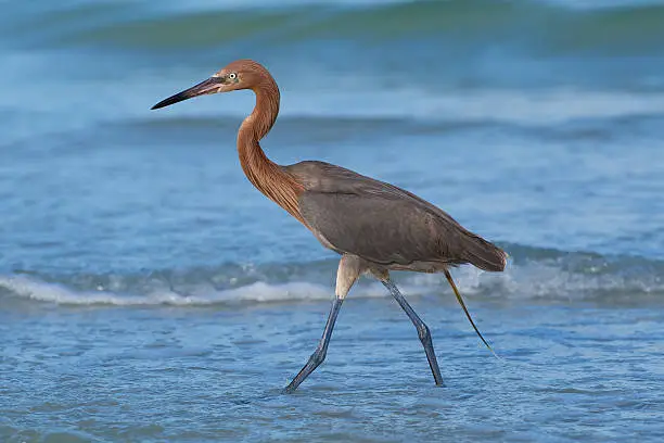 Reddish Egret (Heron) wading in the surf on Florida's Gulf coast.