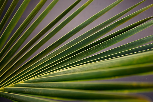 Green coconut grand palm leaf texture abstract against grunge gray background.