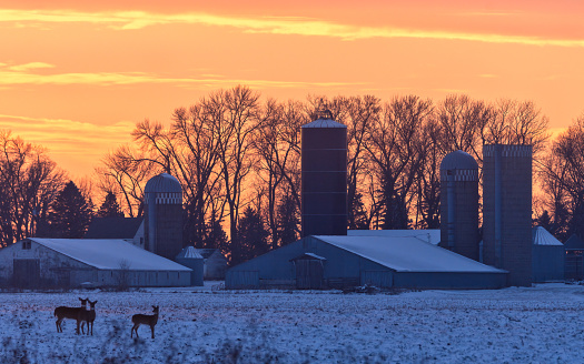 Farm at sunset with 3 deer
