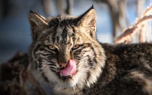 bobcat licking its face