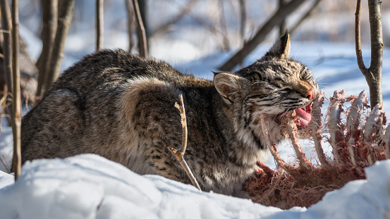 bobcat gnawing on a carcass