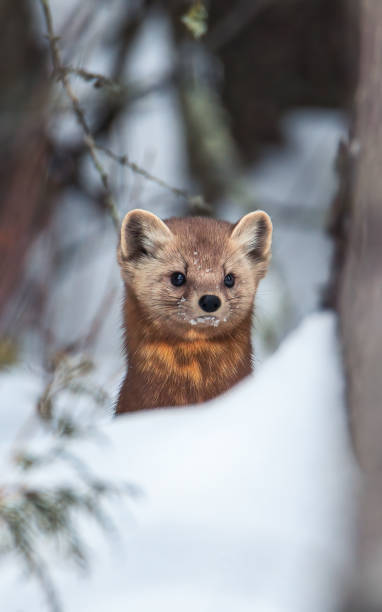 istock pine marten peeking out through the snow 1372060811