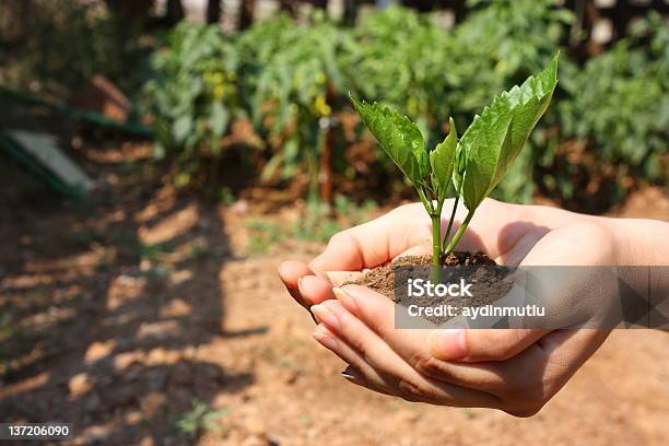 Plant In Hands Stockfoto und mehr Bilder von Anfang - Anfang, Ansicht aus erhöhter Perspektive, Baum