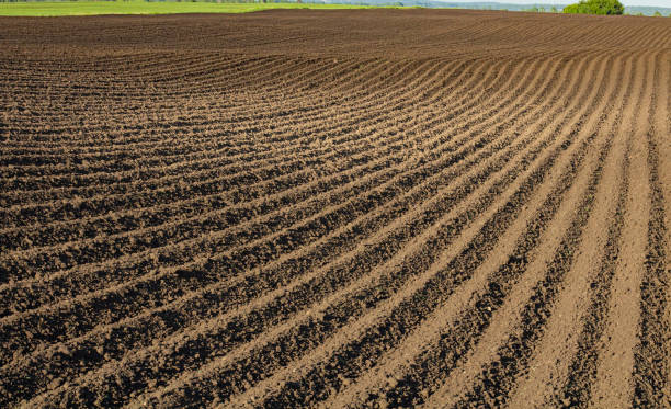 istock Furrows in a freshly plowed field, close-up, rural landscape 1372061541
