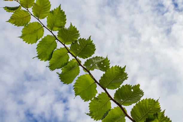 istock Elm leaves against a beautiful blue sky with clouds 1372061560