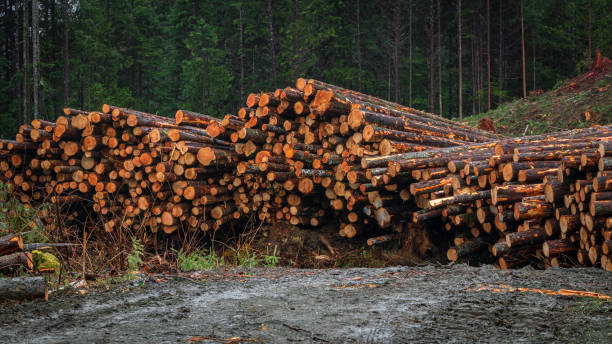 istock Logging Industry On Vancouver Island 1372061604