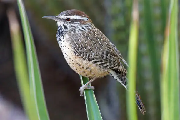 Photo of Cactus Wren