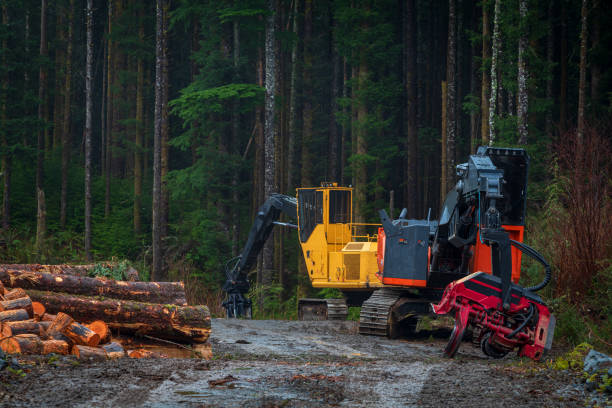 logging industry on vancouver island - logging road imagens e fotografias de stock