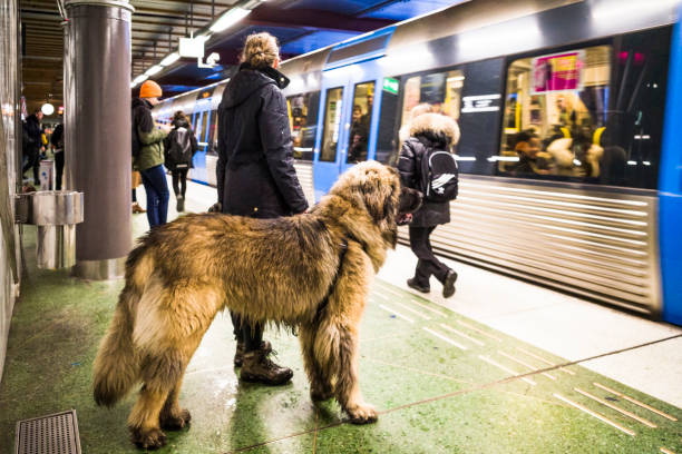 Stockholm, Sweden Feb 21, 2022  A large dog rides the tunnelbana or subway.