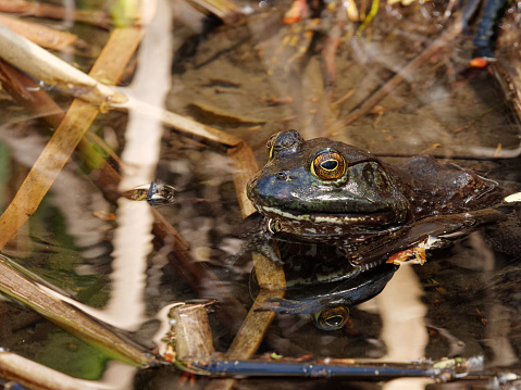 a frog stays cool in a pond near Sacramento, California