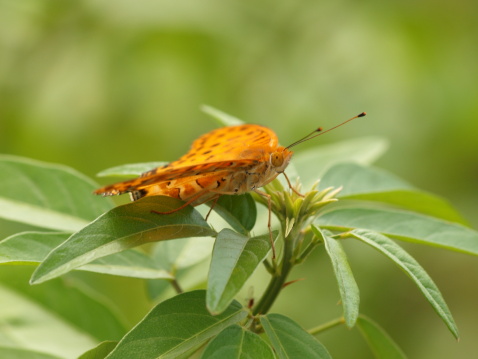 Photograph of Indian fritillary butterfly (male) on leaf of green grass that expands wing.