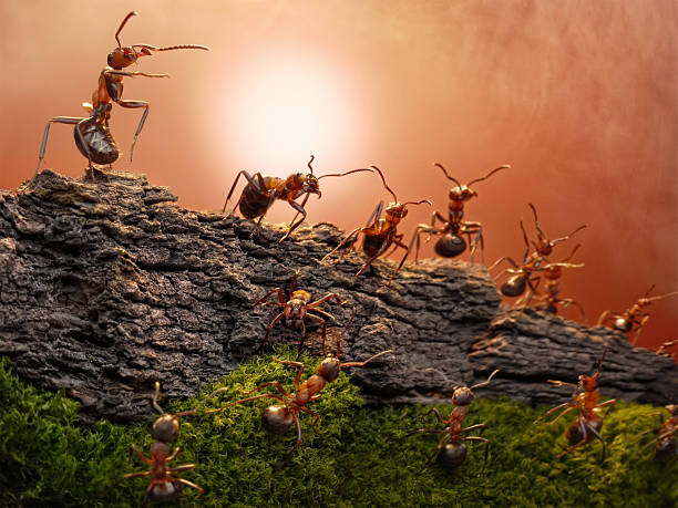 istock defence of Great Wall, ants stories 137206315