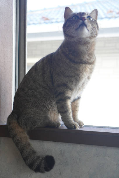 istock Cat staring in the room 1372063413