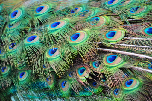Tail of a male peacock as a background