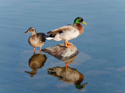 Ducks rest on a rock in a pond near San Diego California