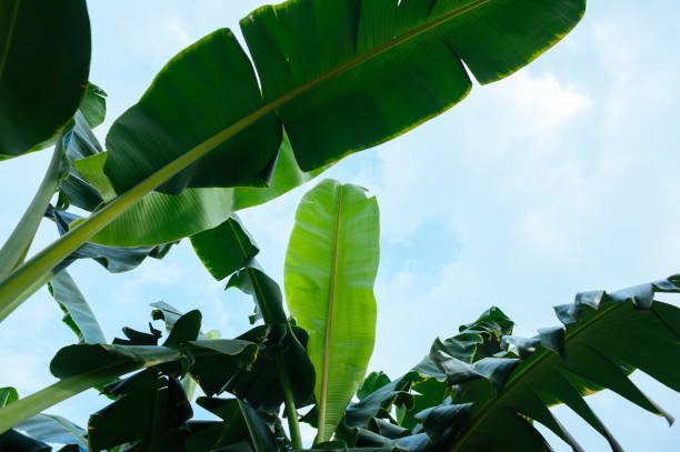 istock Green banana trees growing at field 1372064791