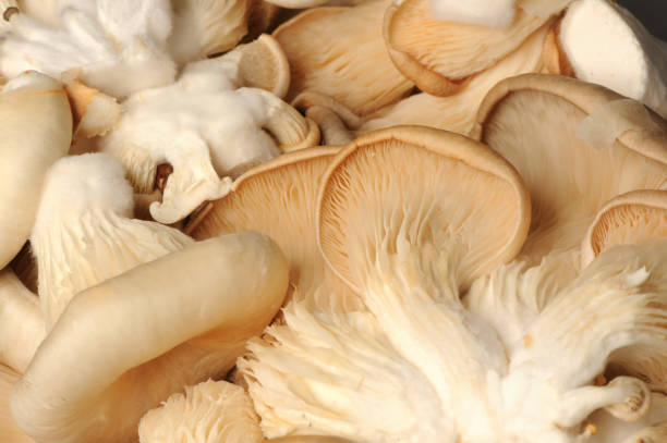 istock Bunch of Oyster Mushrooms Close-Up 1372064794