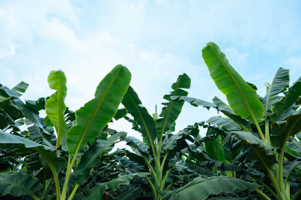 Green banana trees growing at field stock photo