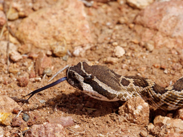 istock Southern Pacific Rattlesnake 1372064825