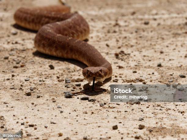 Red Diamond Rattlesnake Stock Photo - Download Image Now - Rattlesnake, Danger, Animal Scale