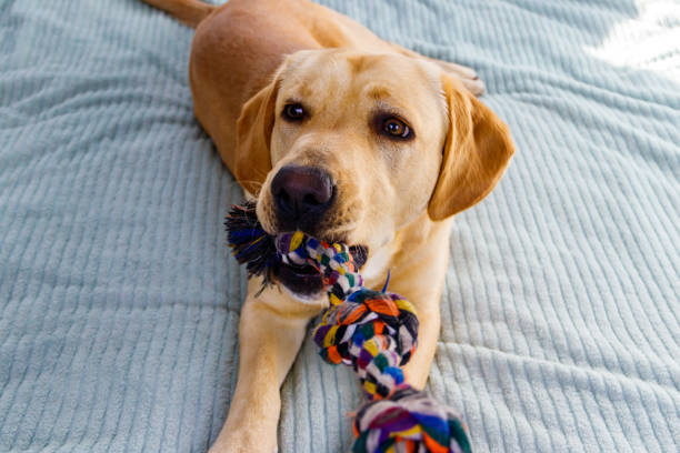 istock Labrador retriever playing with colorful rope toy 1372065850