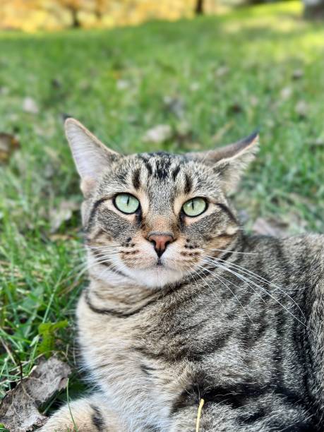 istock Domestic Feline 1372065855