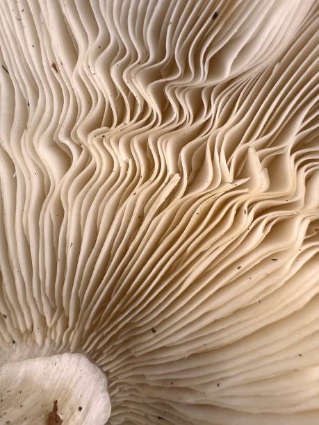 istock Wave to the Mushroom 1372065899