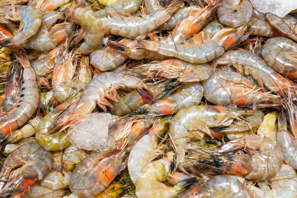 istock Seafood: Shrimp, Black raw tiger prawns,  Gray background. Top view 1372067025