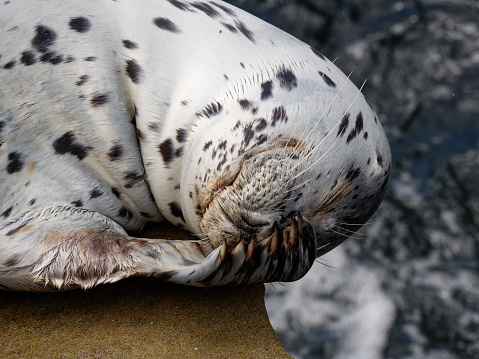 a Seal hauls out on rock formation near La Jolla, California