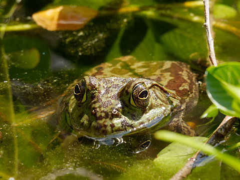 a frog stays cool in a pond near Sacramento, California