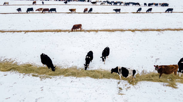 istock Cows out on the feed trail 1372069010