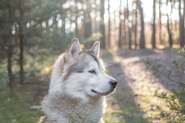 istock Alaskan Malamute attentively searching the surroundings 1372069580