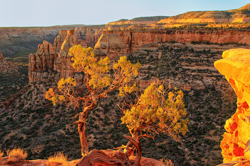 Juniper tree at Grand View overlook in Colorado National Monument, Grand Junction, USA