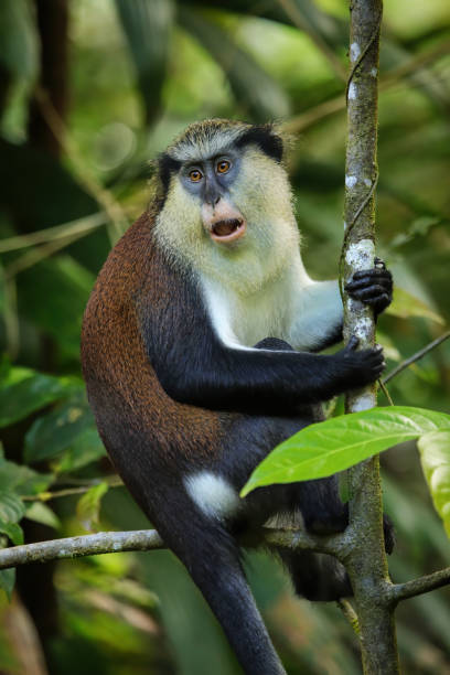 istock Mona monkey sitting on a tree, Grand Etang National Park, Grenada 1372070372
