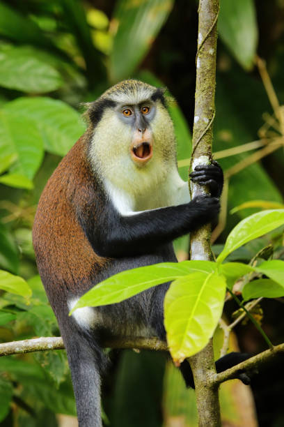 istock Mona monkey sitting on a tree, Grand Etang National Park, Grenada 1372070407
