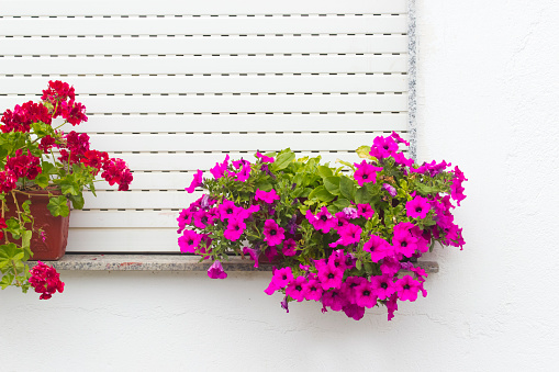 Window with flower pots, red geraniums and purple petunias. Wall painted white. Closed shutter background. Pontevedra province, Galicia, Spain.