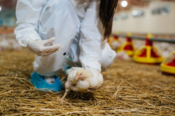istock woman on chicekn  farm 1372075122