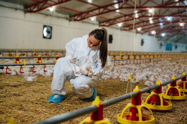 donna nella fattoria chicekn - industry chicken agriculture poultry foto e immagini stock